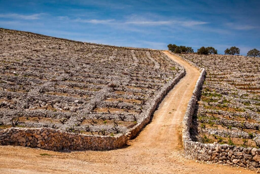 Babić - der Wein aus UNESCO geschützten Weingärten