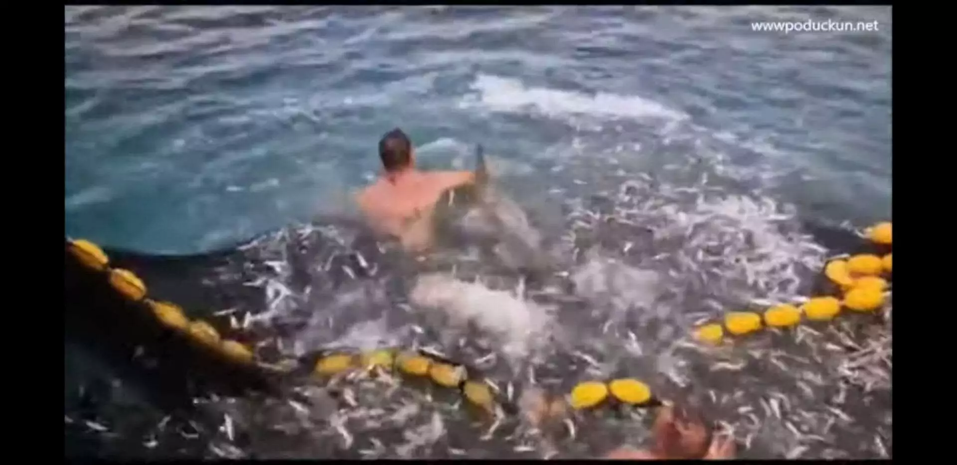 Fischer retten Delphin aus dem Netz