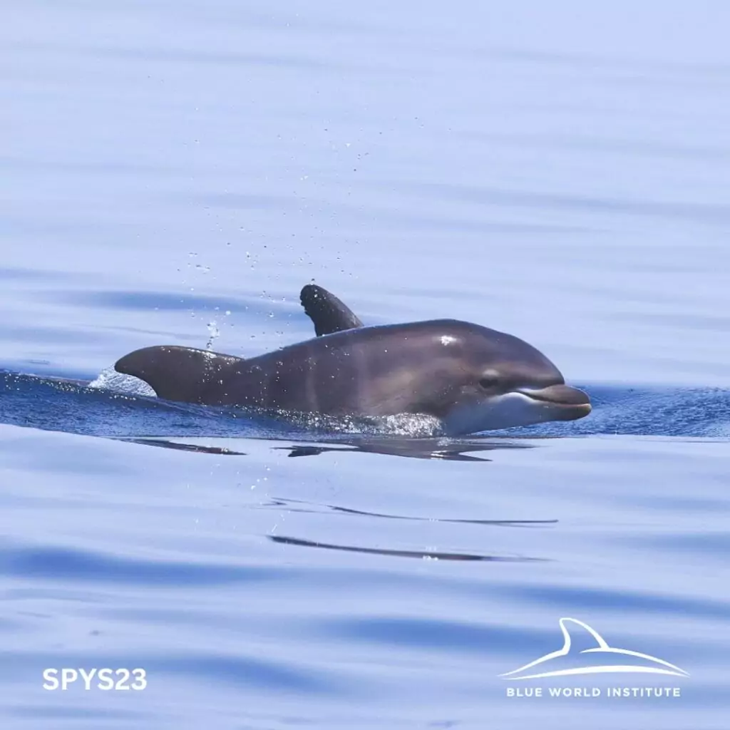 Nachwuchs bei unseren Freunden - sechs Delfinbabys gesichtet!