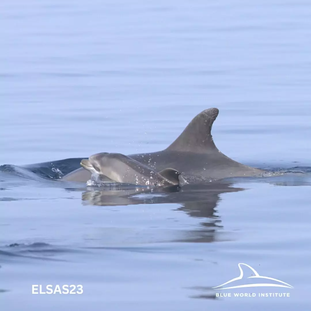 Nachwuchs bei unseren Freunden - sechs Delfinbabys gesichtet!