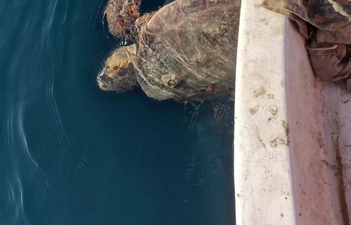 Schildkröte aus dem Netz befreit