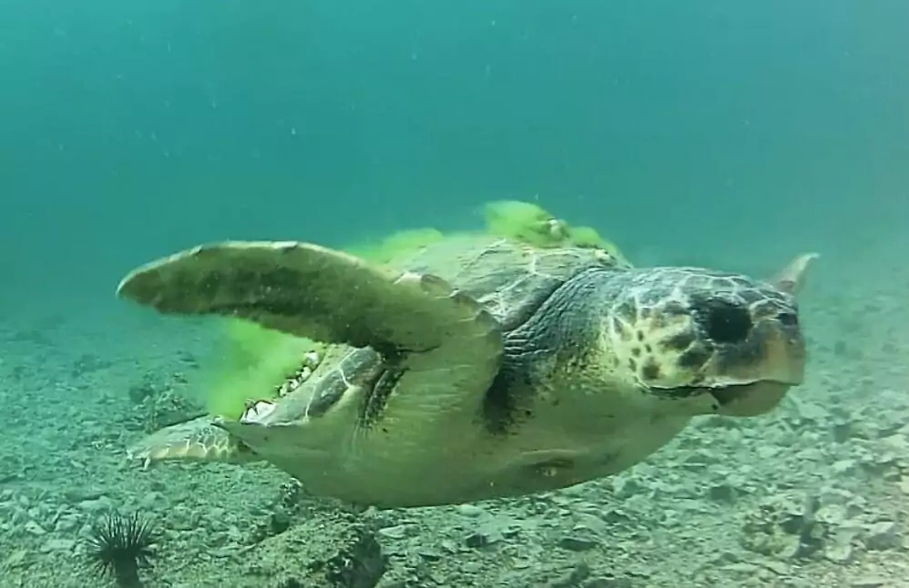 Schildkröte bei Šibenik - häufige Sichtung durch unsere Gäste.