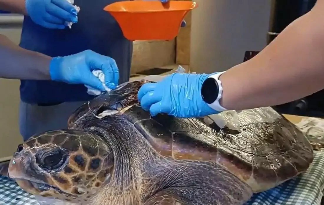 Schildkröte von Schiffsschraube schwer verletzt!