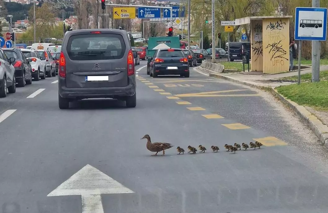Morgenverkehr in Split - Enten haben Vorrang